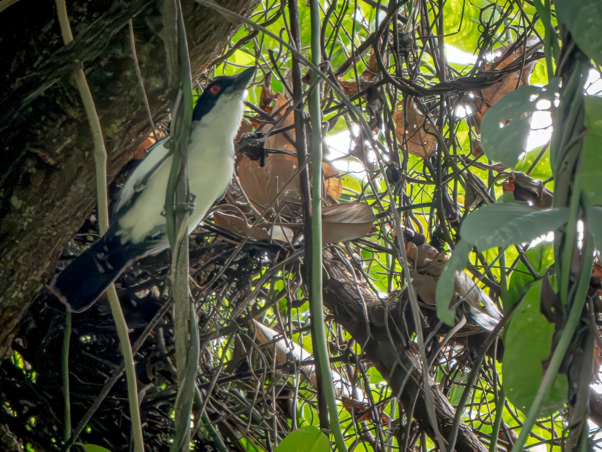 Great Antshrike - ML646738790