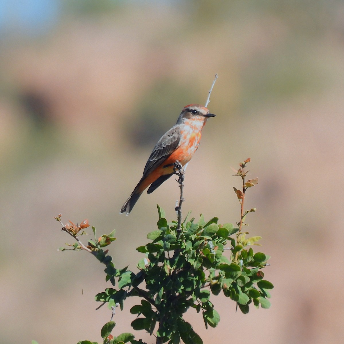 Rubintyrann - ML646738791