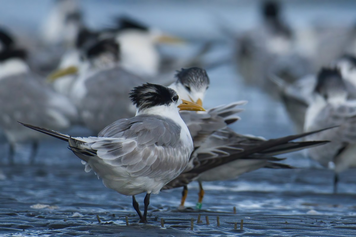 Бенгальская крачка - ML646738792