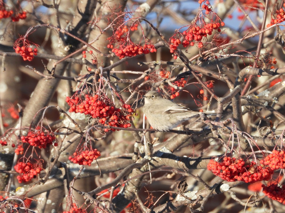 Townsend's Solitaire - ML646738794