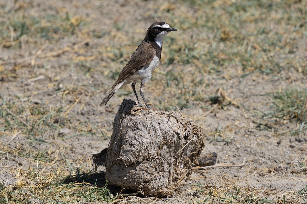 Capped Wheatear - ML646738795