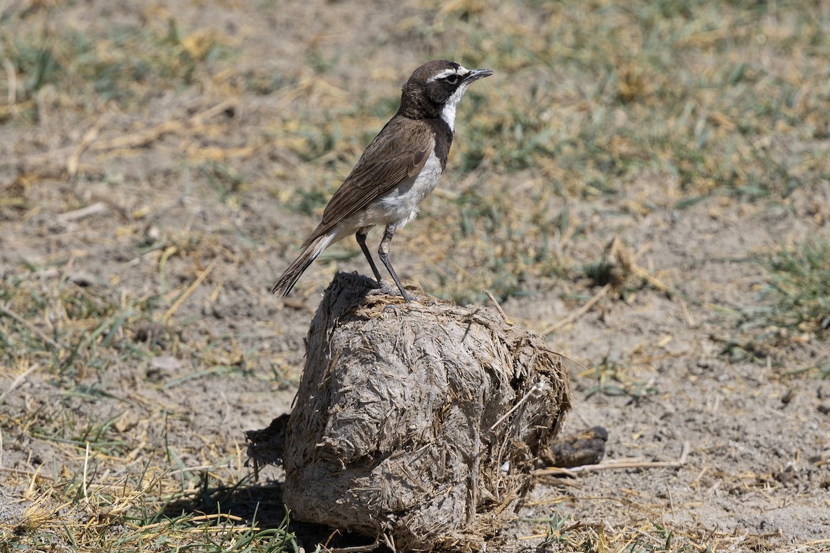 Capped Wheatear - ML646738796