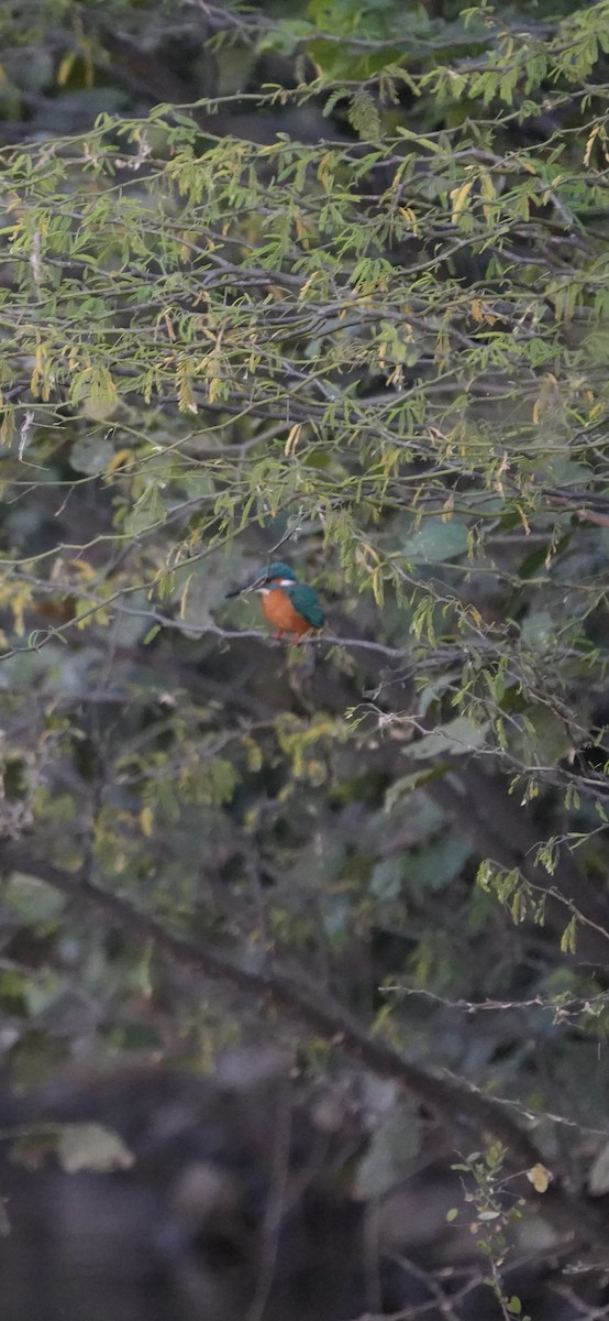 翠鳥 - ML646738798