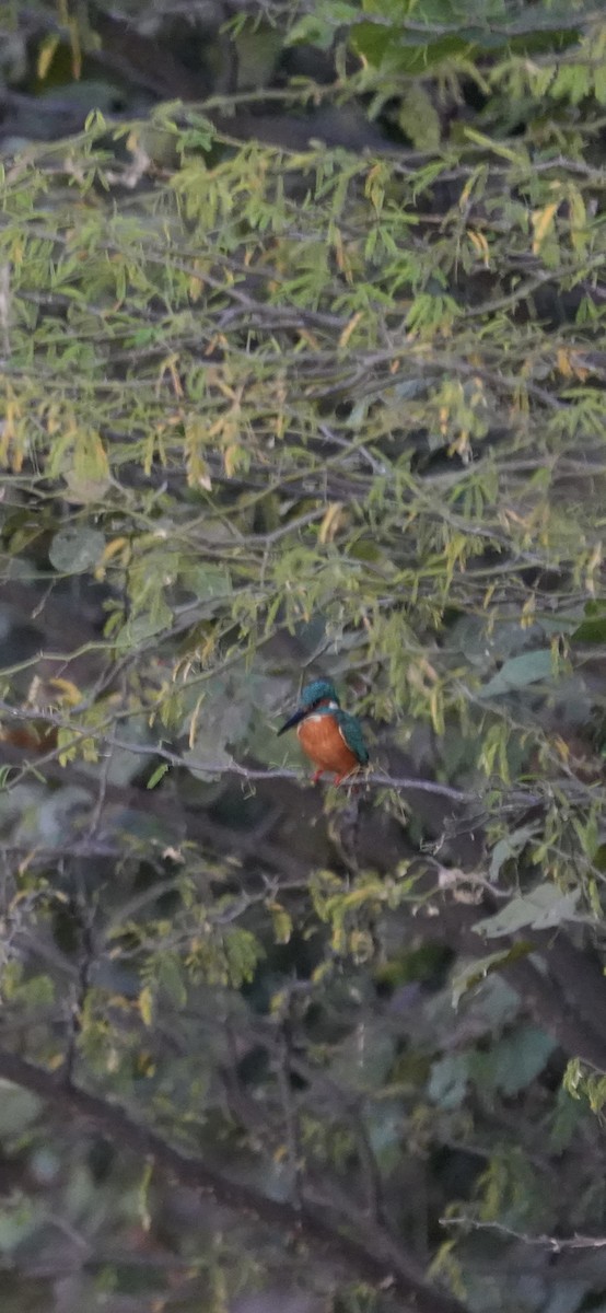 翠鳥 - ML646738799