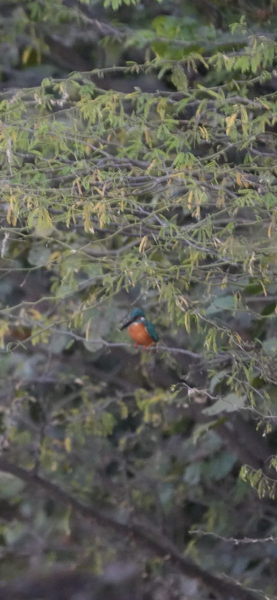 翠鳥 - ML646738800