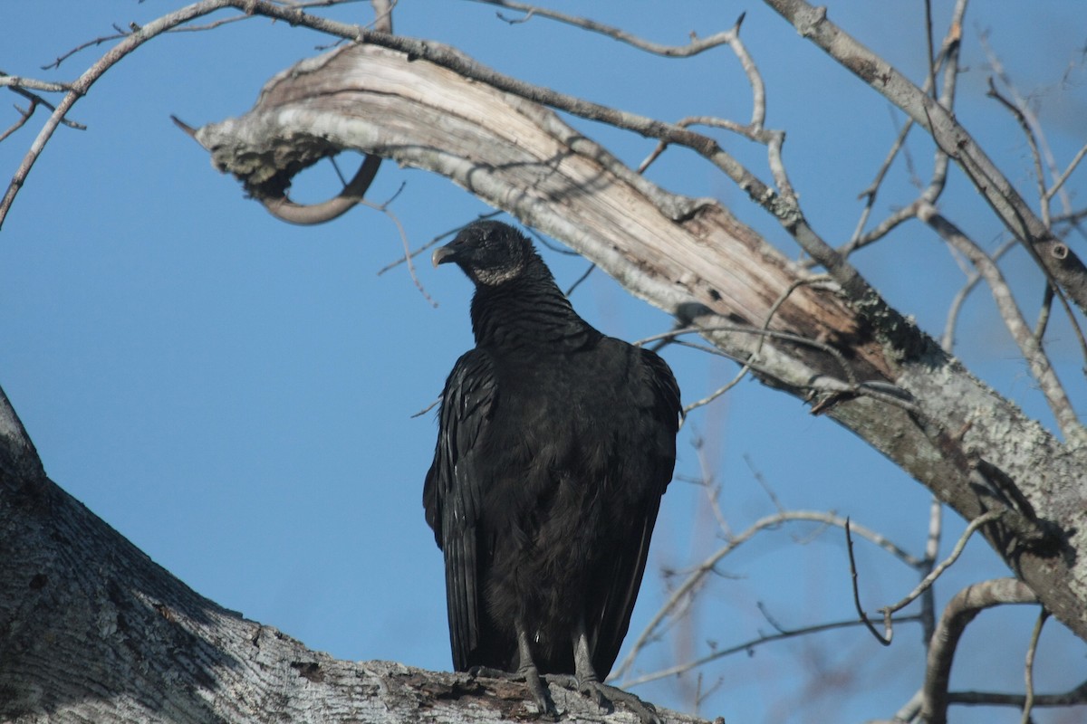 Чёрная катарта - ML646738802