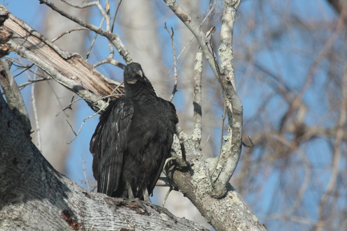 Чёрная катарта - ML646738803