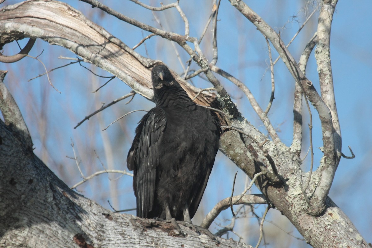 Чёрная катарта - ML646738804