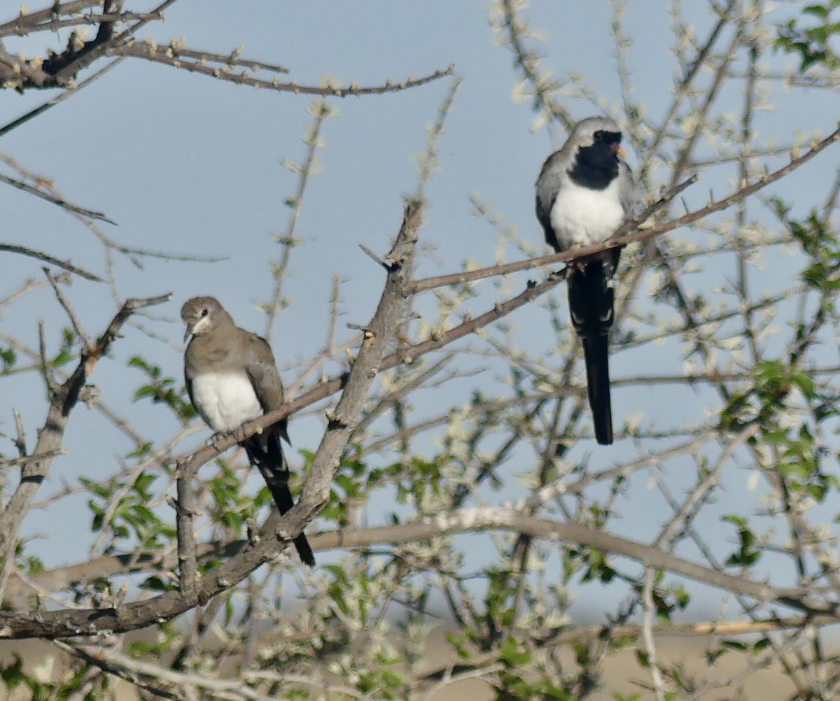 Горлиця капська - ML646738805