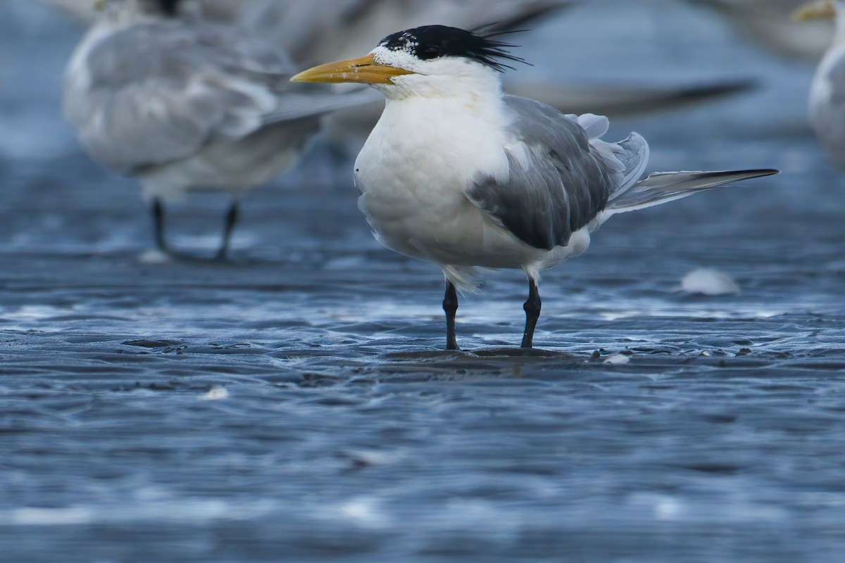 Бенгальская крачка - ML646738806