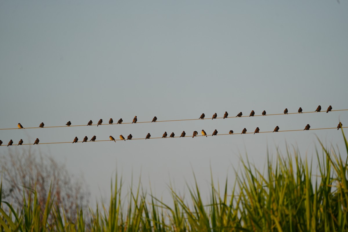 Rosy Starling - ML646738807