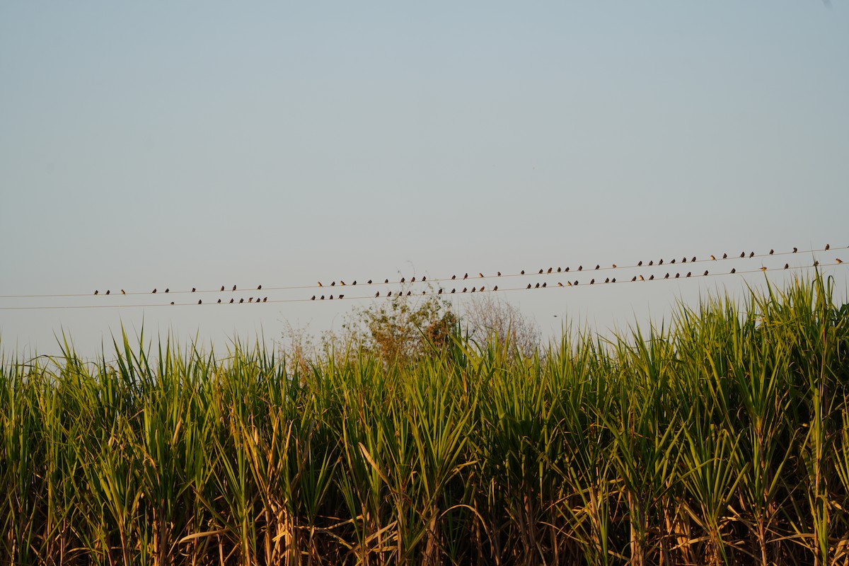 Rosy Starling - ML646738808