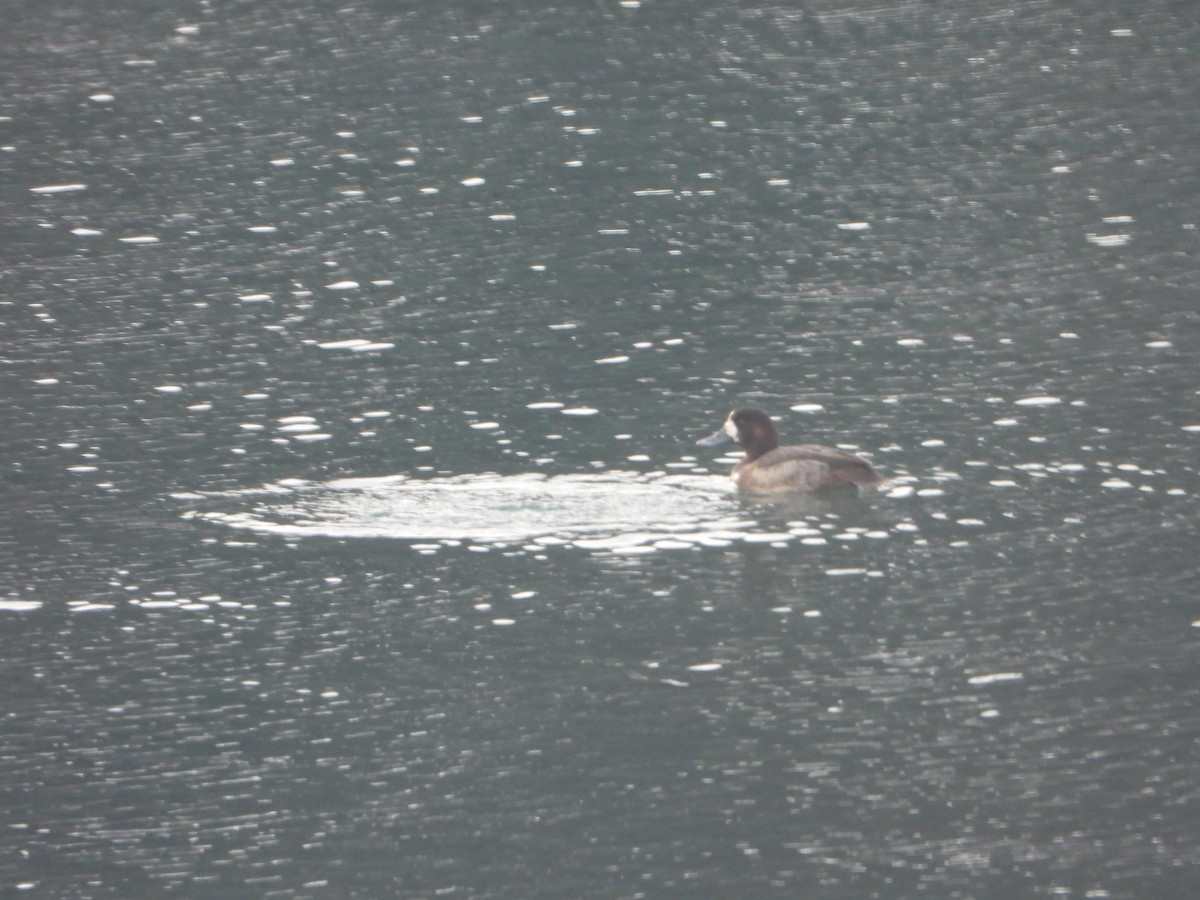 Greater Scaup - ML646738809