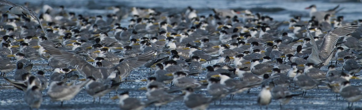 Хохлатая крачка - ML646738810