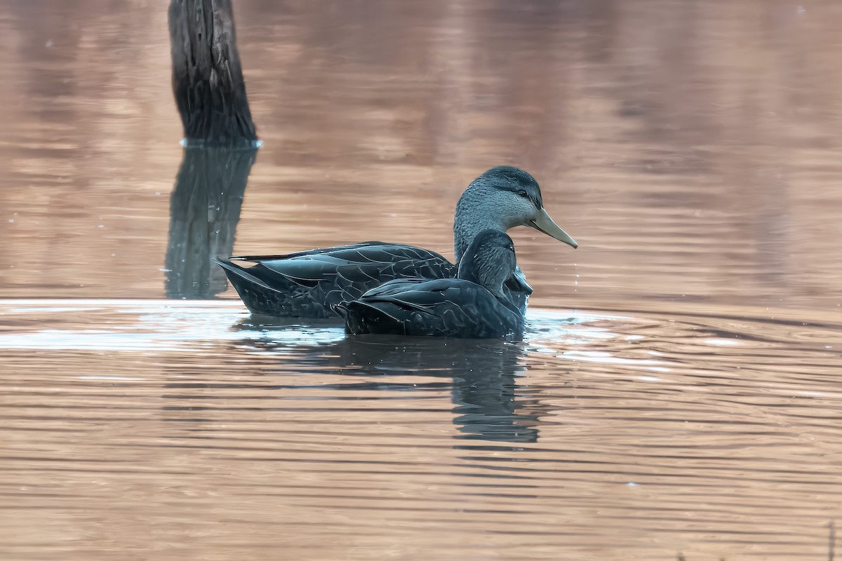 American Black Duck - ML646738811