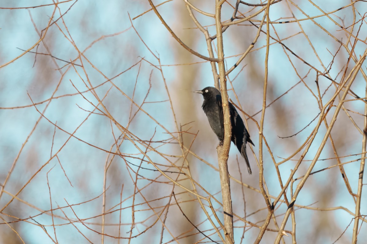 Rusty Blackbird - ML646738812