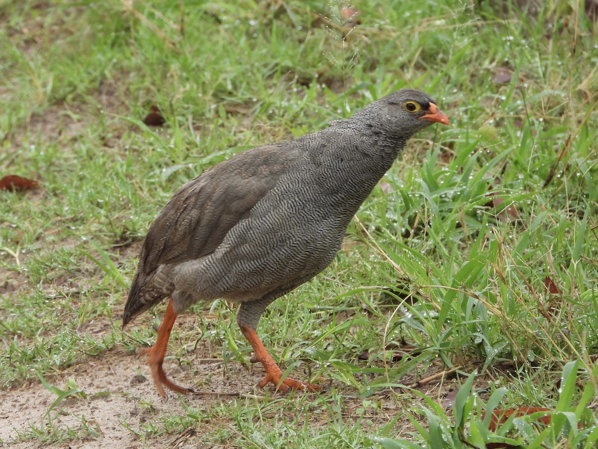 Red-billed Spurfowl - ML646738813