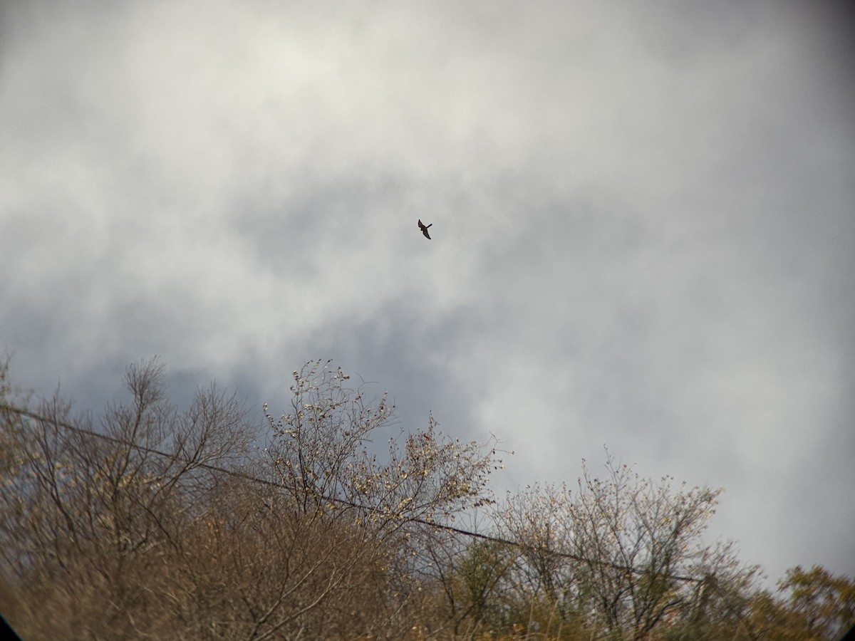 Wanderfalke - ML646738814