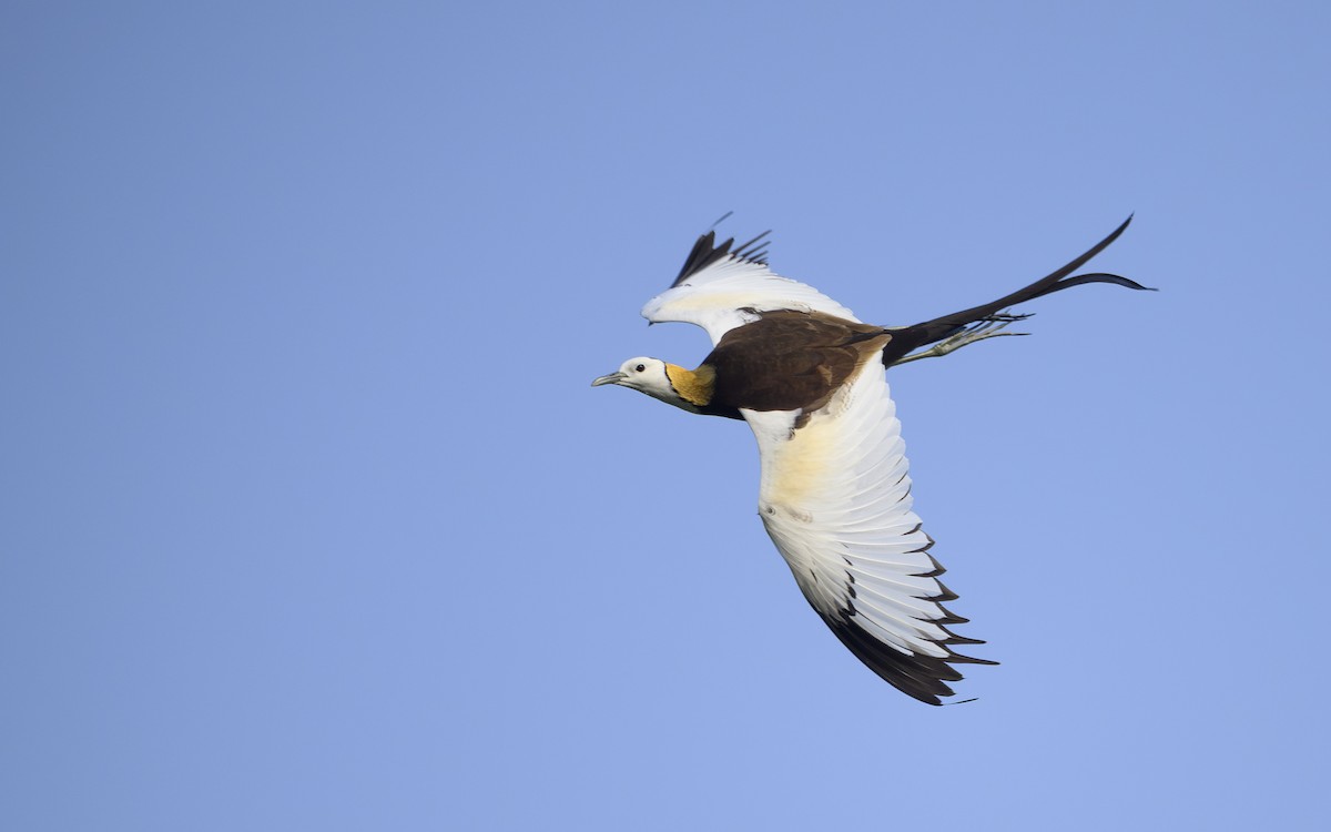 Jacana à longue queue - ML646738815