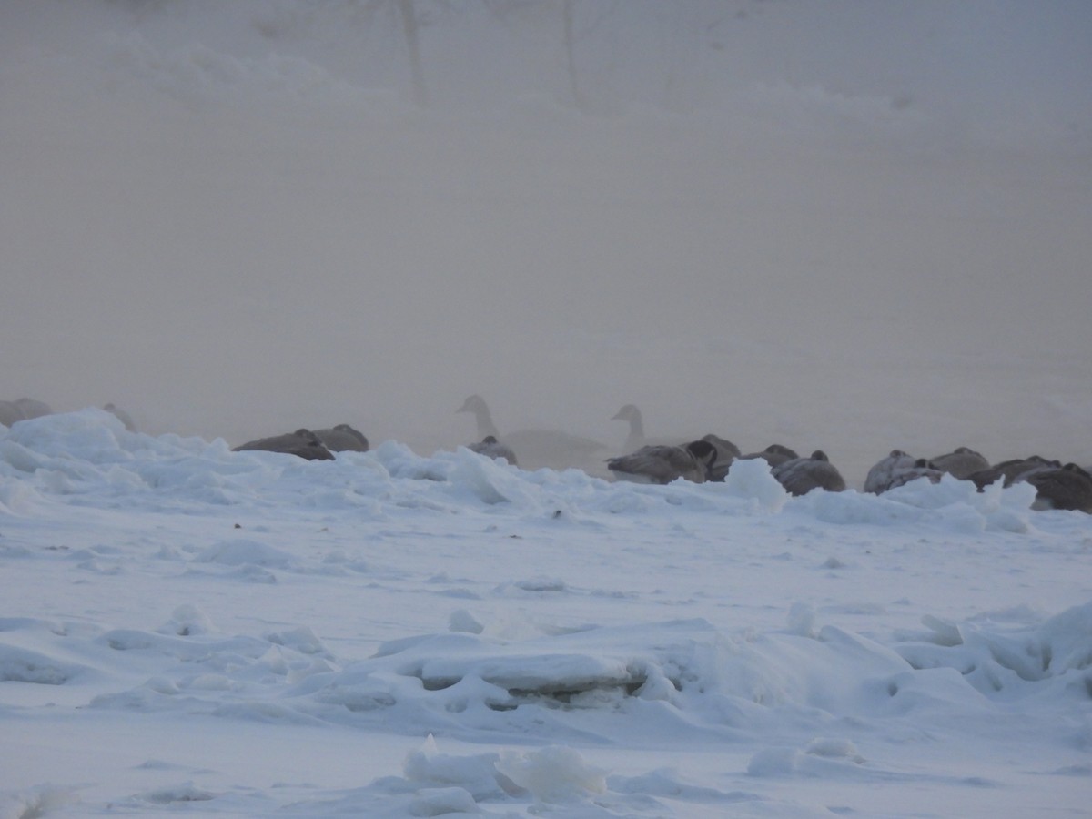 Cackling Goose - ML646738816