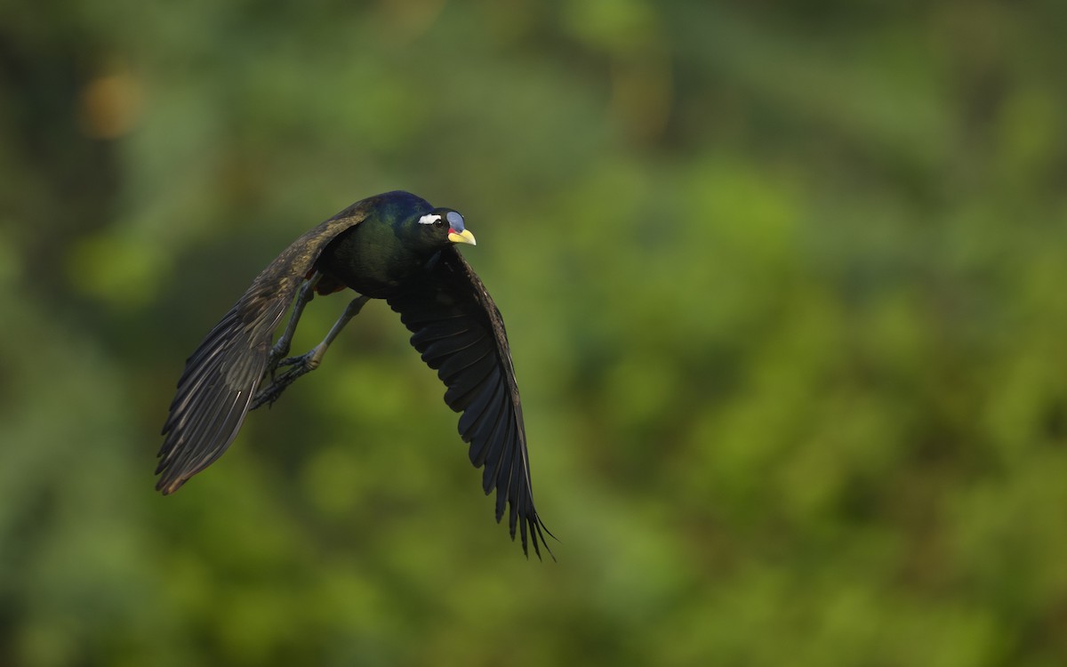 Bronze-winged Jacana - ML646738817