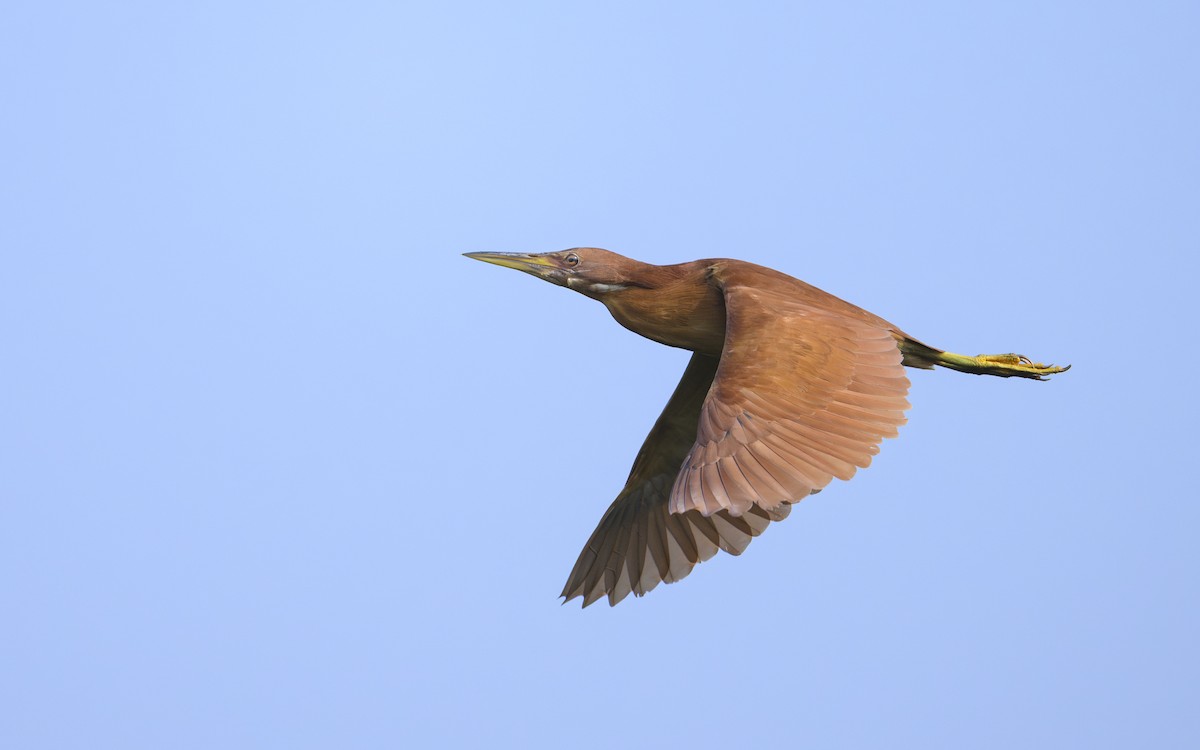 Cinnamon Bittern - ML646738818