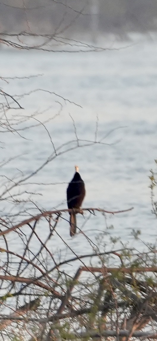 Oriental Darter - ML646738819