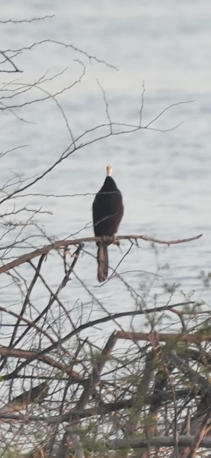 Oriental Darter - ML646738820