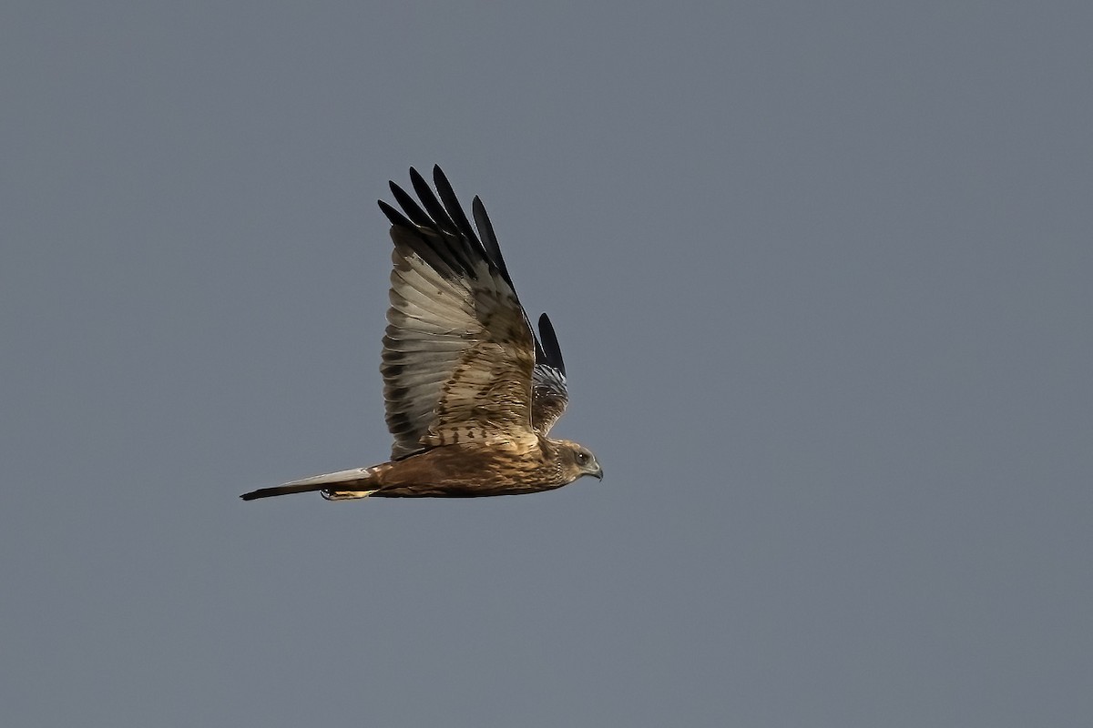 Western Marsh Harrier - ML646738821