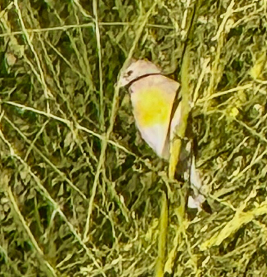Lawrence's Goldfinch - ML646738822