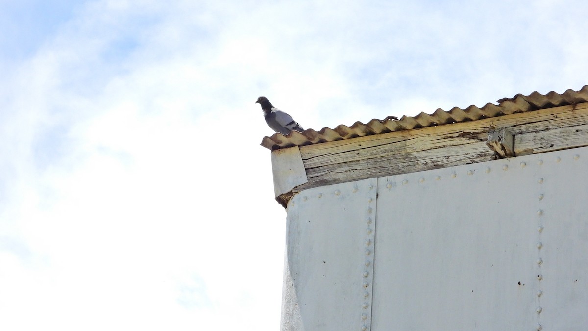 Rock Pigeon (Feral Pigeon) - ML646738823
