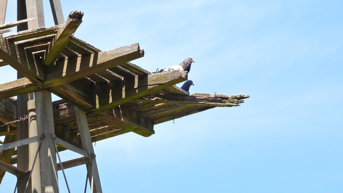 Rock Pigeon (Feral Pigeon) - ML646738824