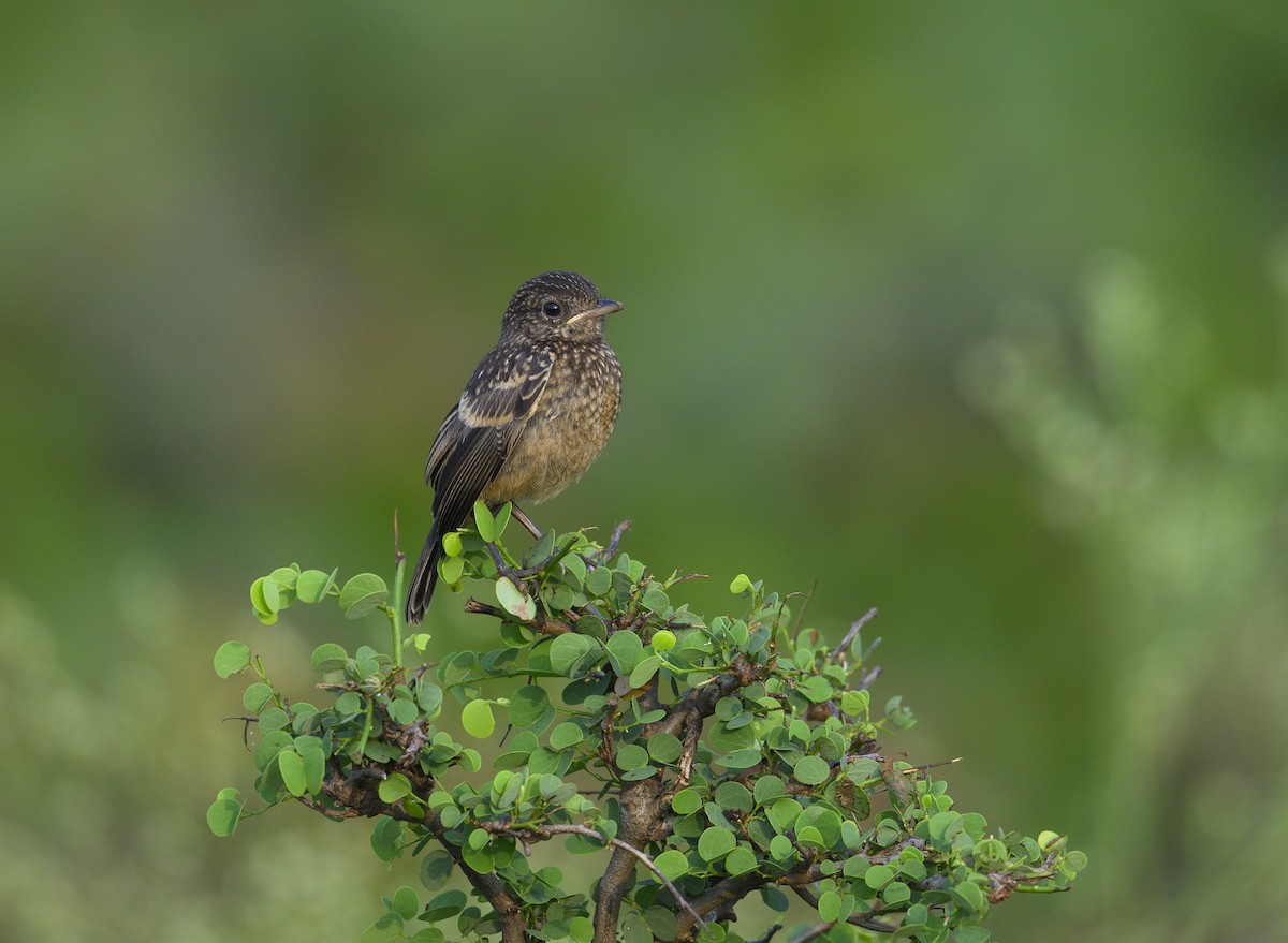 Pied Bushchat - ML646738825