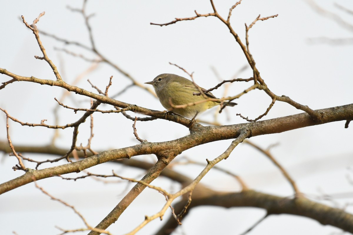 Orange-crowned Warbler - ML646738826