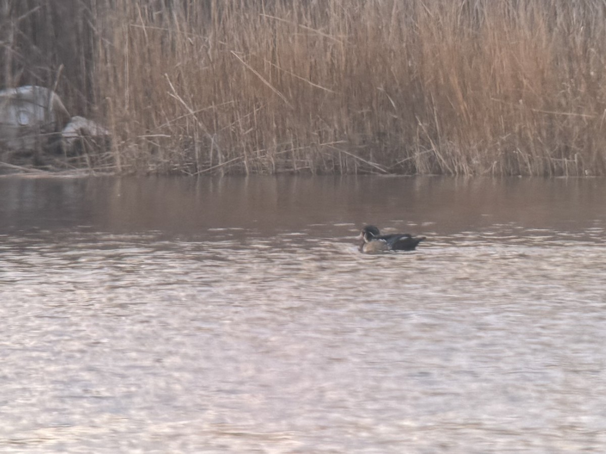 Orman Ördeği - ML646738827