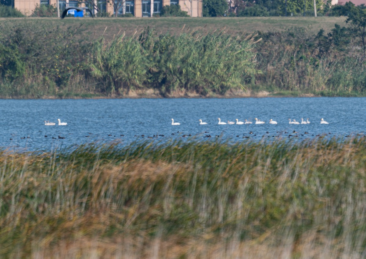 ברבור קטן (אירואסייתי) - ML646738828