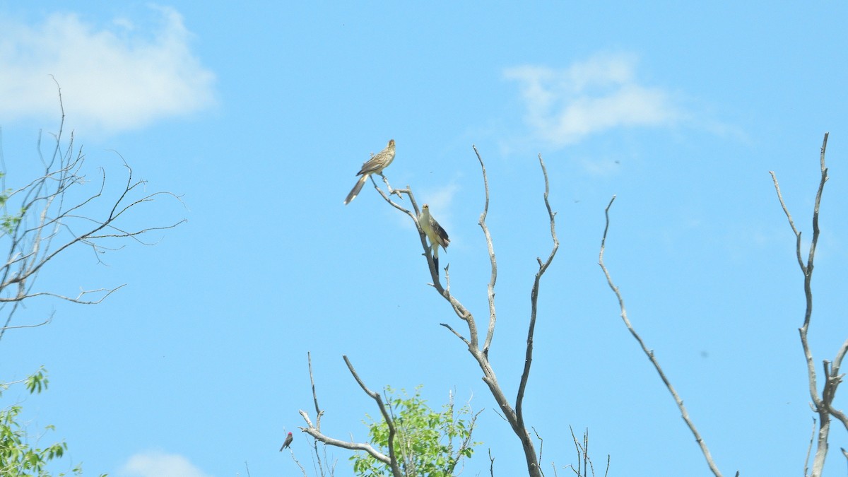 Guira Cuckoo - ML646738829