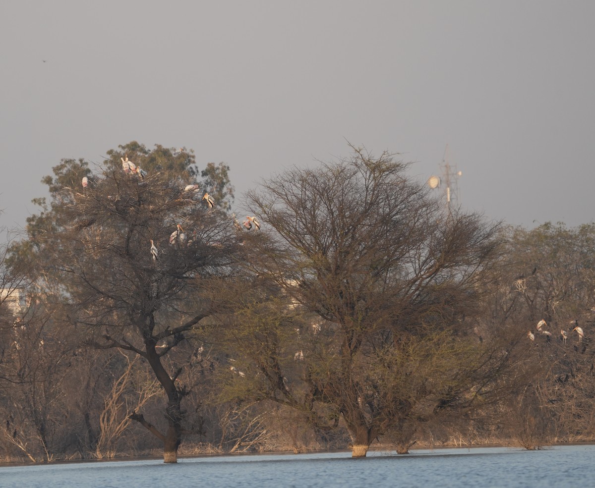 Painted Stork - ML646738830