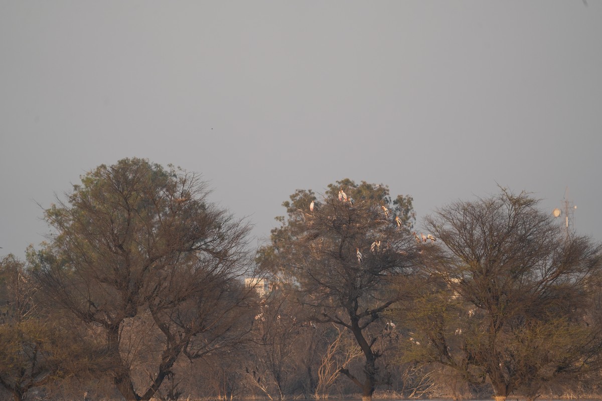 Painted Stork - ML646738831