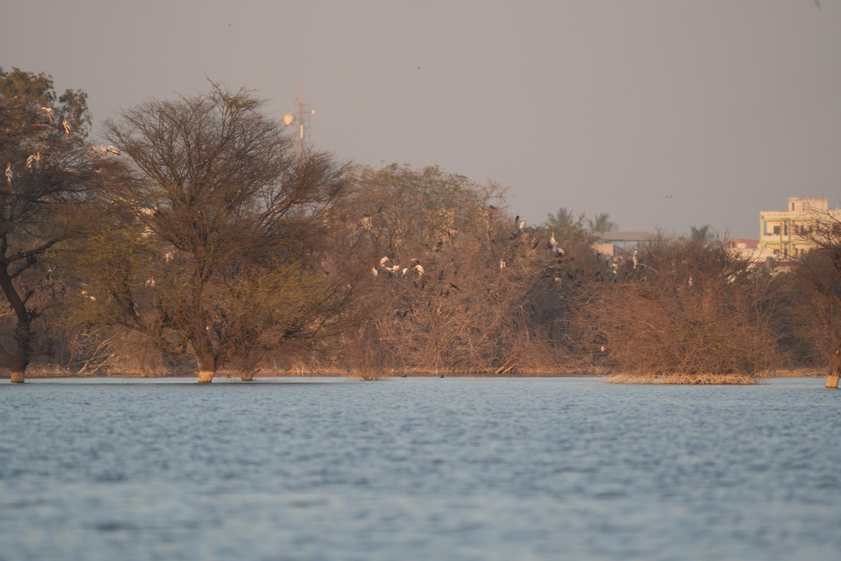 Painted Stork - ML646738832