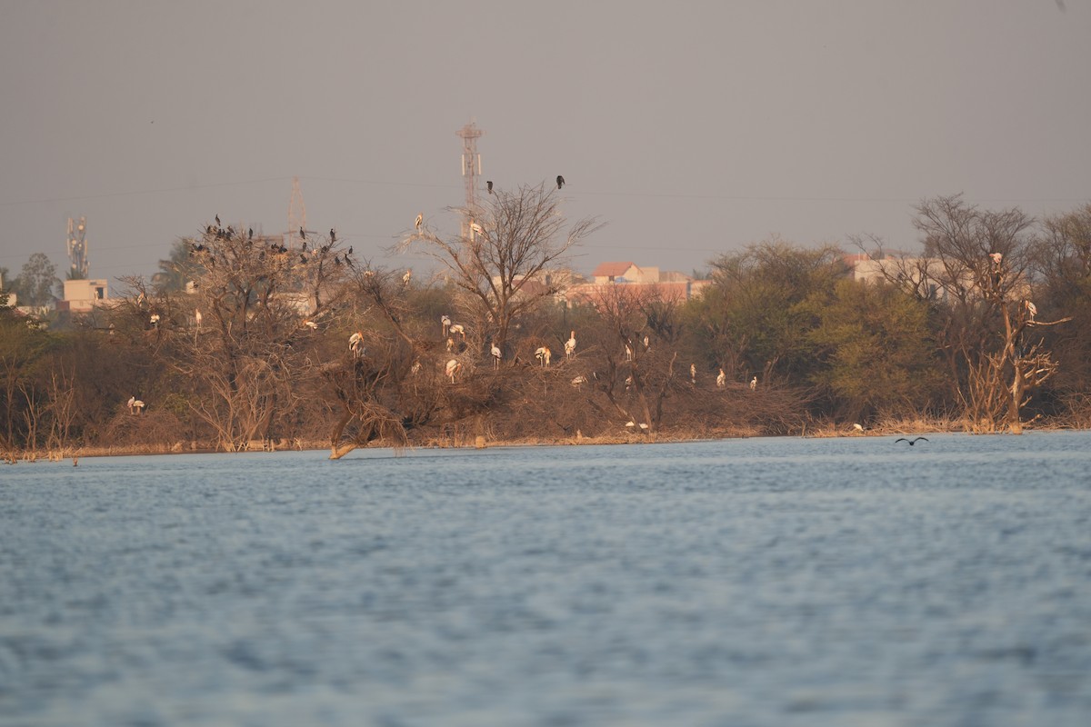 Painted Stork - ML646738833