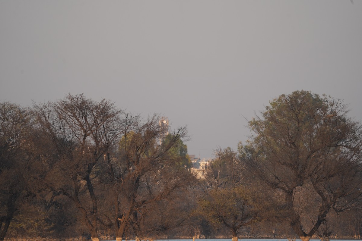 Painted Stork - ML646738834