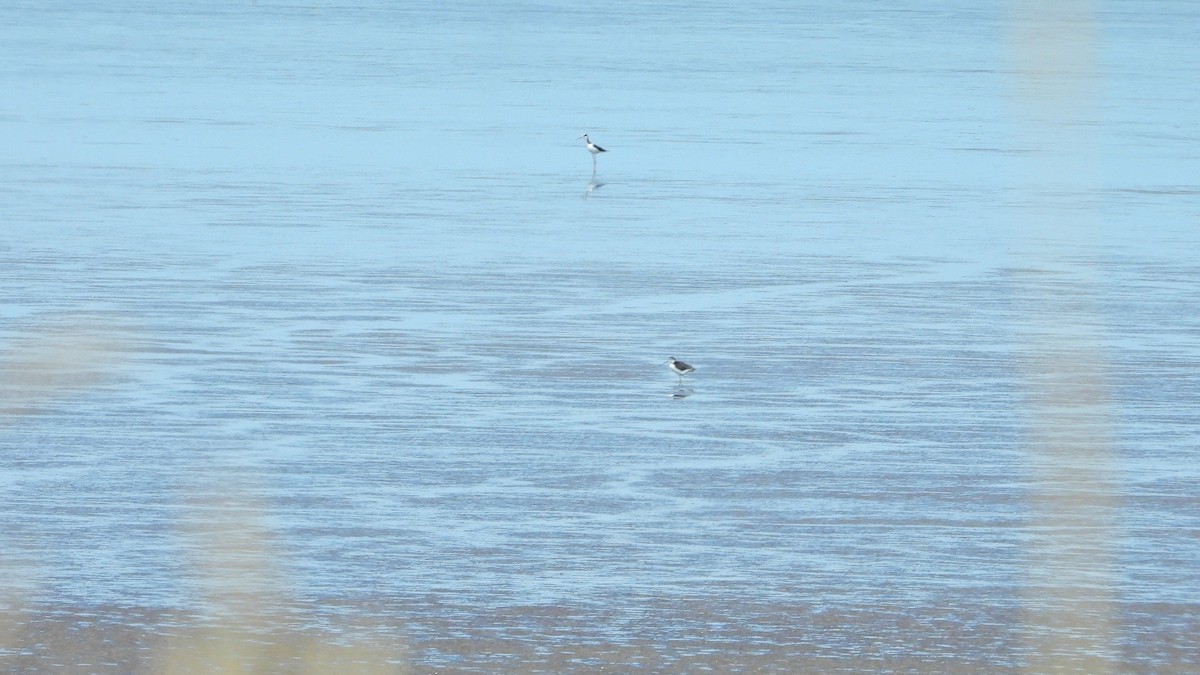 Black-necked Stilt - ML646738835