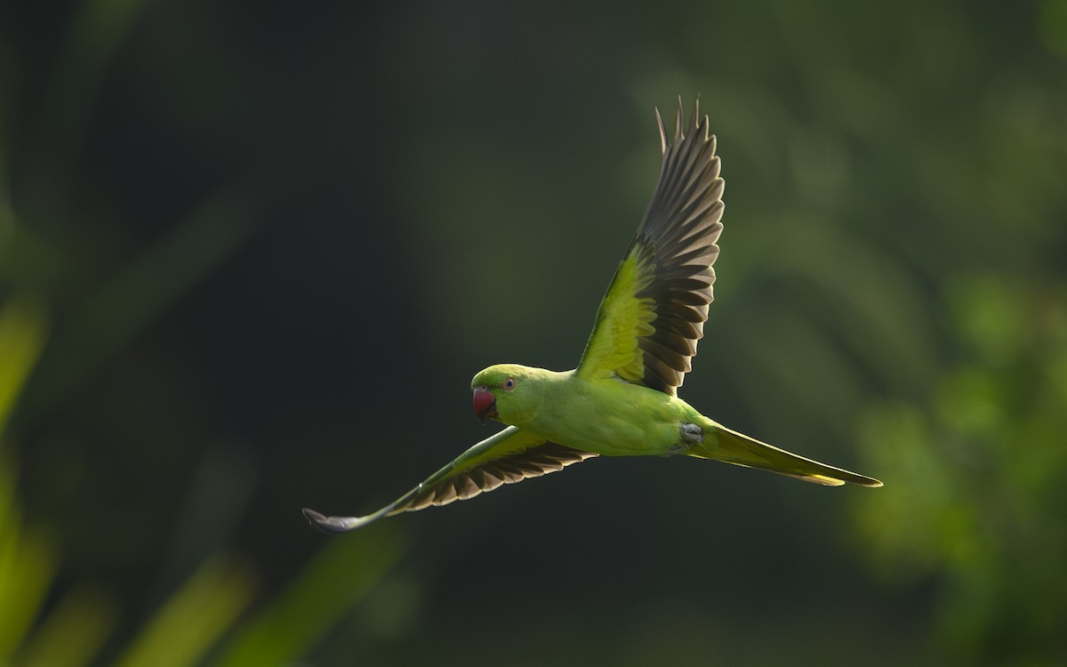Rose-ringed Parakeet - ML646738836