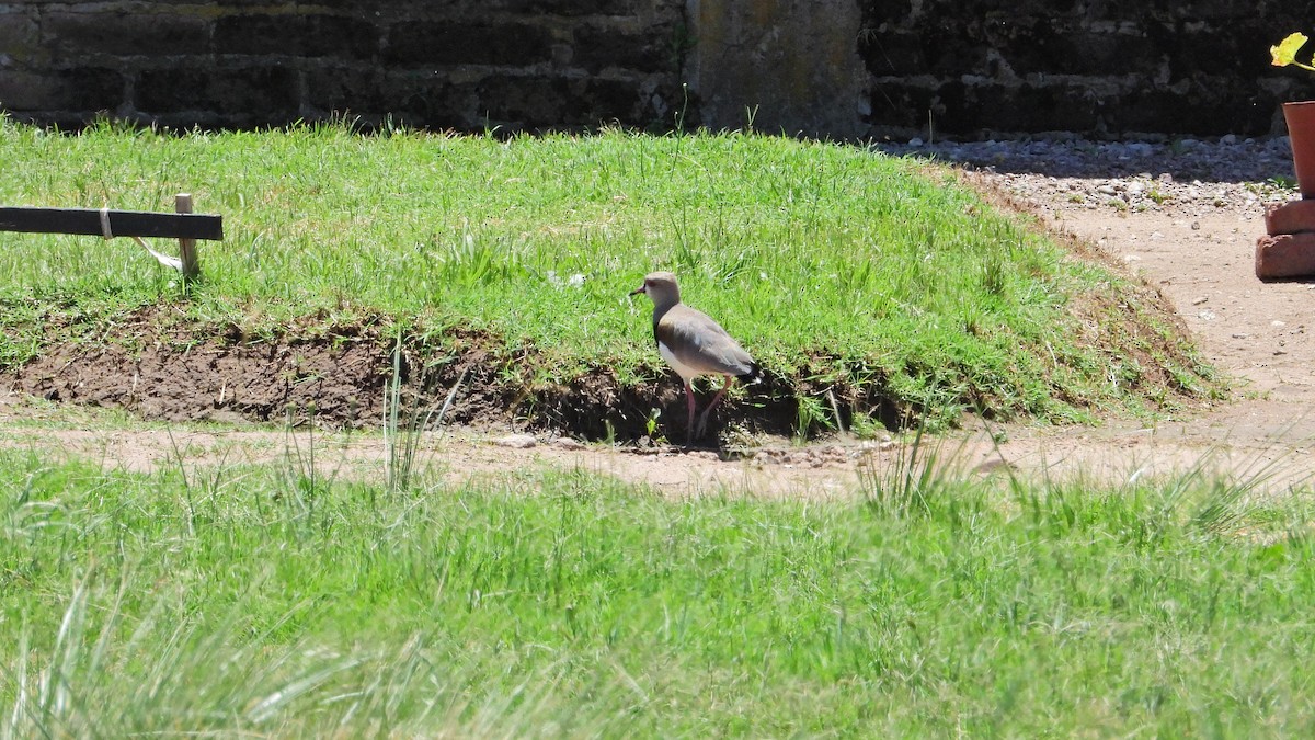 Southern Lapwing - ML646738838