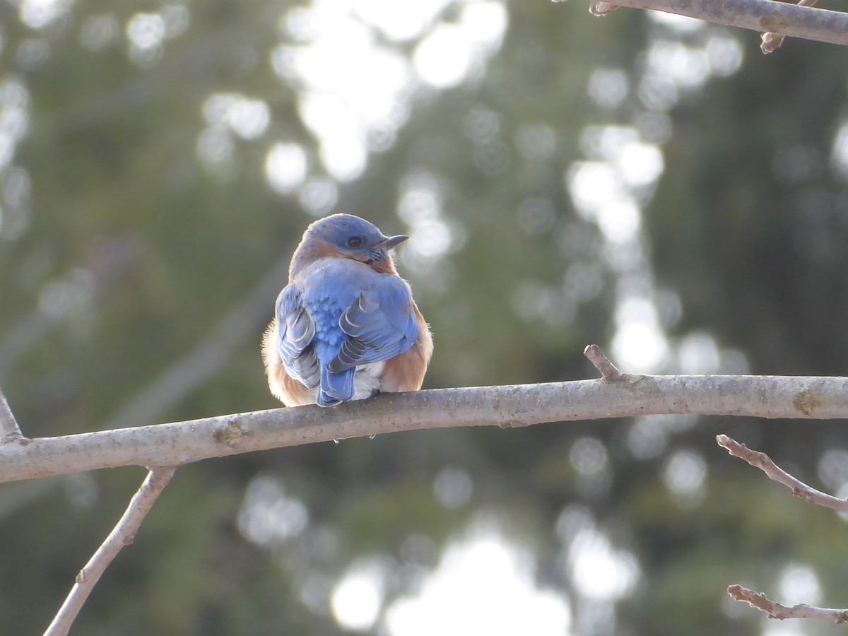 Eastern Bluebird - ML646738839