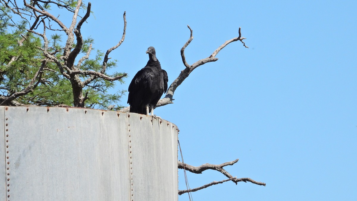 Black Vulture - ML646738840