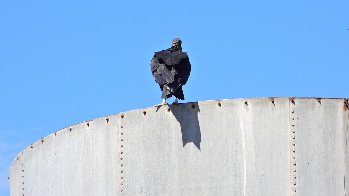 Black Vulture - ML646738841