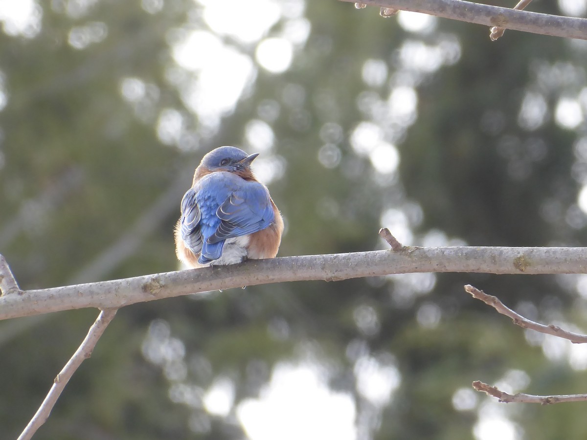 Eastern Bluebird - ML646738842