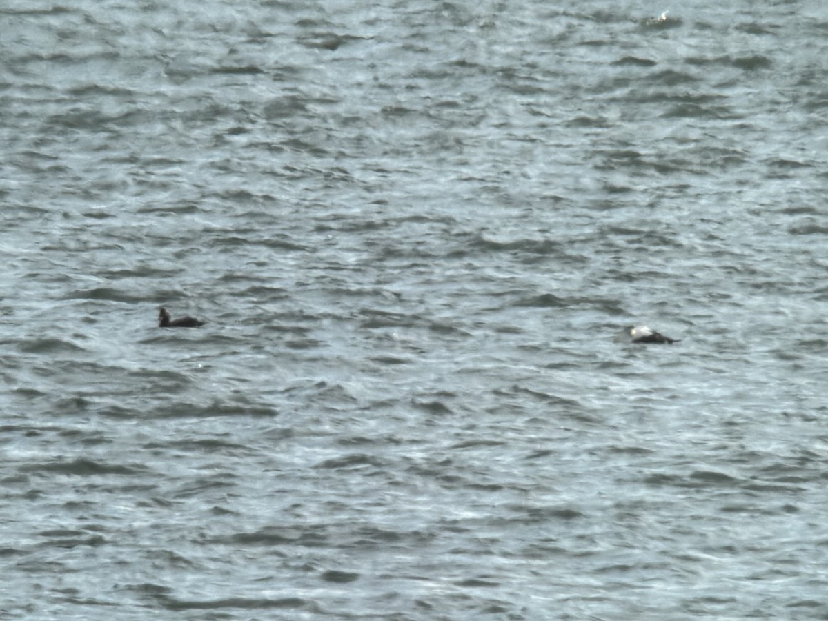 Pufla (dresseri) - ML646738844